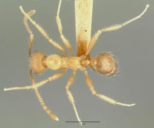 Pheidole hyatti specimen CASTYPE00640 image castype00640_1