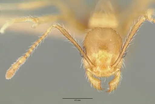 Pheidole hyatti specimen CASTYPE00640 image castype00640_2
