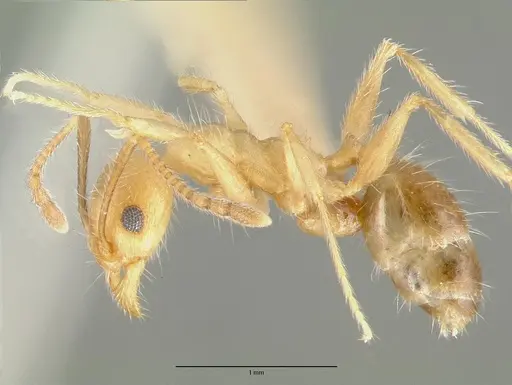 Pheidole hyatti specimen CASTYPE00640 image castype00640_3
