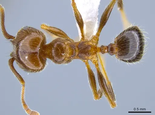 Pheidole idiota specimen CASENT0619554 image casent0619554_1