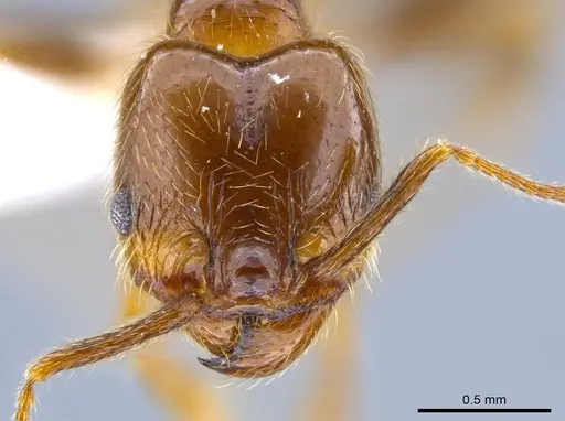 Pheidole idiota specimen CASENT0619554 image casent0619554_2