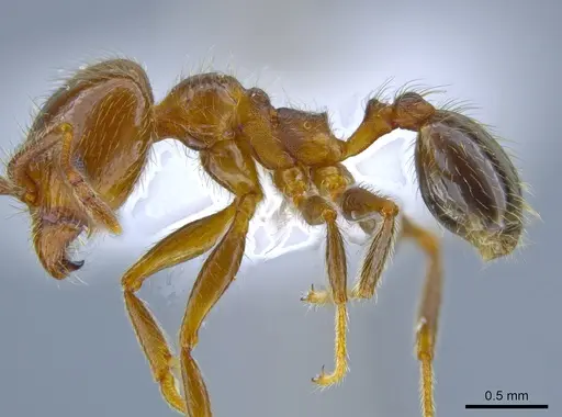Pheidole idiota specimen CASENT0619554 image casent0619554_3