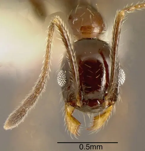 Pheidole idiota specimen CASENT0635482 image casent0635482_1