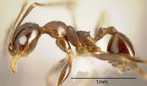 Pheidole idiota specimen CASENT0635482 image casent0635482_2