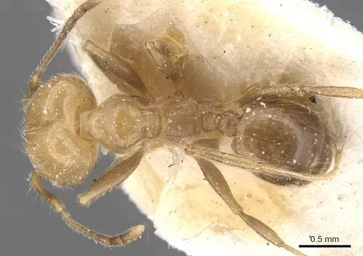 Pheidole idiota specimen CASENT0913471 image casent0913471_1