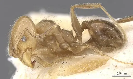 Pheidole idiota specimen CASENT0913471 image casent0913471_3