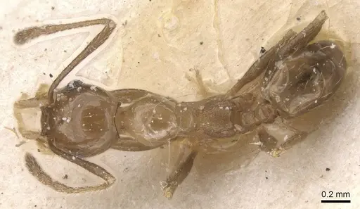 Pheidole idiota specimen CASENT0913472 image casent0913472_1