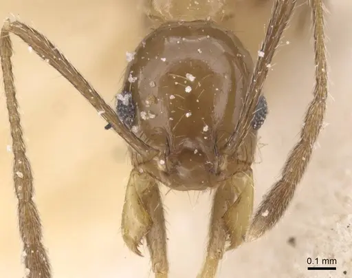 Pheidole idiota specimen CASENT0913472 image casent0913472_2