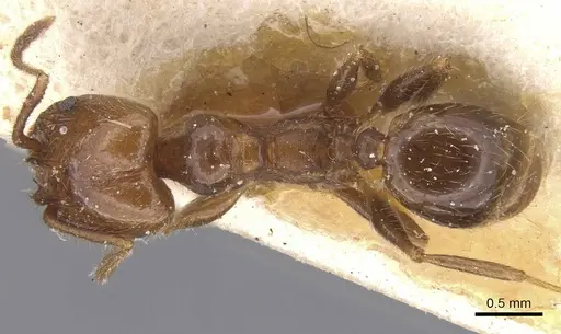 Pheidole idiota specimen CASENT0913473 image casent0913473_1
