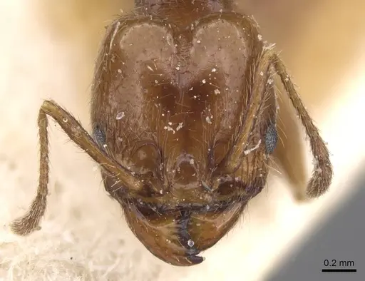Pheidole idiota specimen CASENT0913473 image casent0913473_2