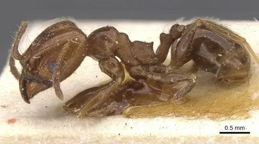 Pheidole idiota specimen CASENT0913473 image casent0913473_3