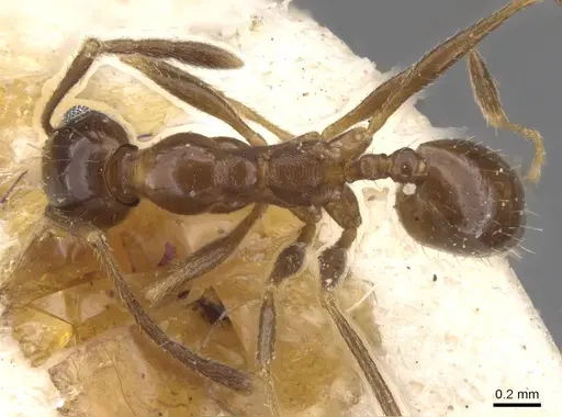 Pheidole idiota specimen CASENT0913474 image casent0913474_1