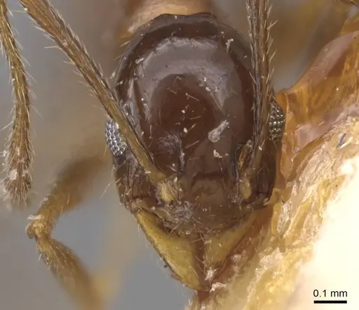 Pheidole idiota specimen CASENT0913474 image casent0913474_2