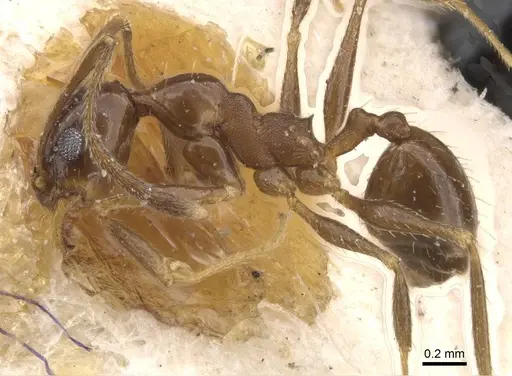 Pheidole idiota specimen CASENT0913474 image casent0913474_3