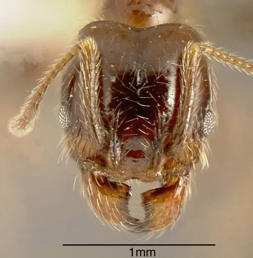 Pheidole idiota specimen INBIOCRI001282718 image inbiocri001282718_1