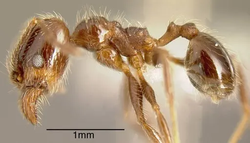 Pheidole idiota specimen INBIOCRI001282718 image inbiocri001282718_2