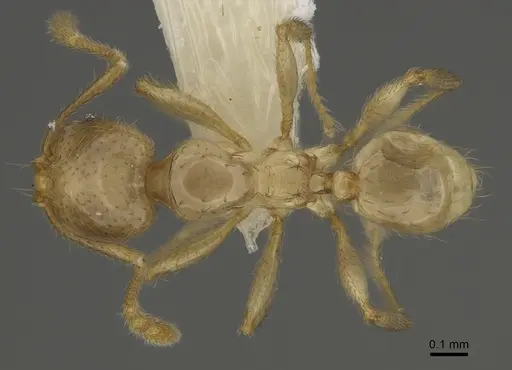 Pheidole imbrilis specimen CASENT0636716 image casent0636716_1