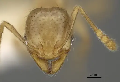 Pheidole imbrilis specimen CASENT0636716 image casent0636716_2