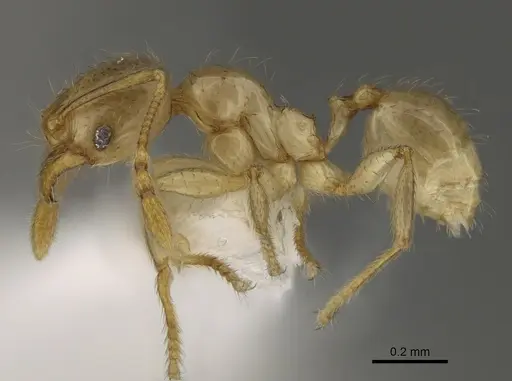 Pheidole imbrilis specimen CASENT0636716 image casent0636716_3
