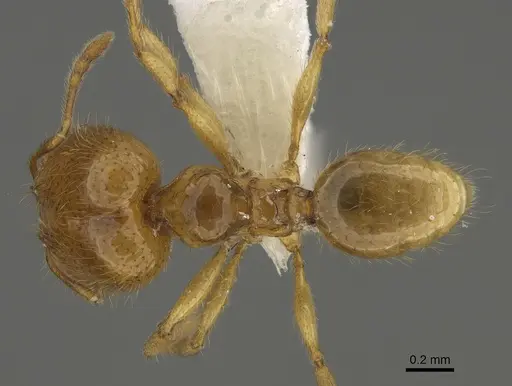 Pheidole imbrilis specimen CASENT0636717 image casent0636717_1