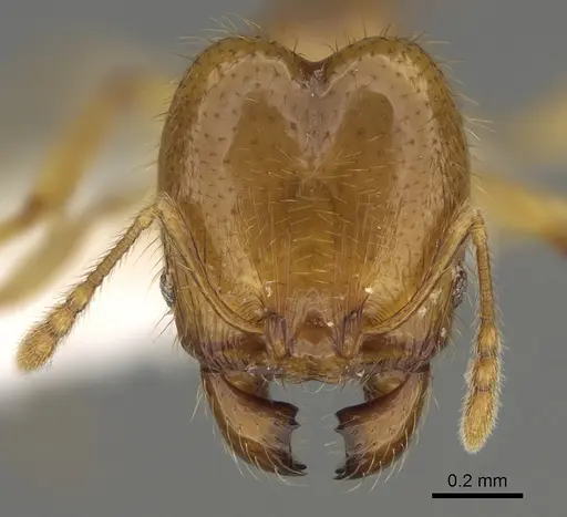 Pheidole imbrilis specimen CASENT0636717 image casent0636717_2