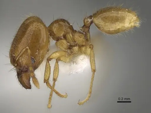 Pheidole imbrilis specimen CASENT0636717 image casent0636717_3