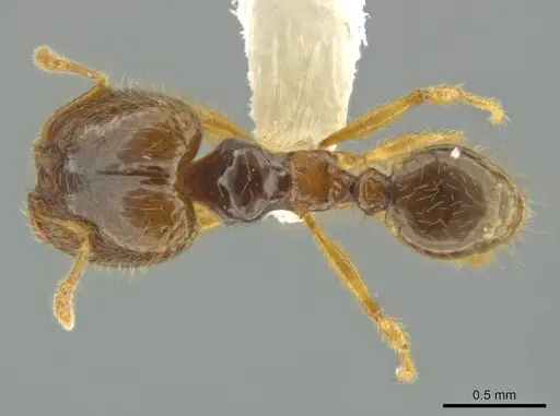 Pheidole imbrilis specimen CASENT0637137 image casent0637137_1