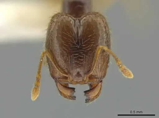 Pheidole imbrilis specimen CASENT0637137 image casent0637137_2