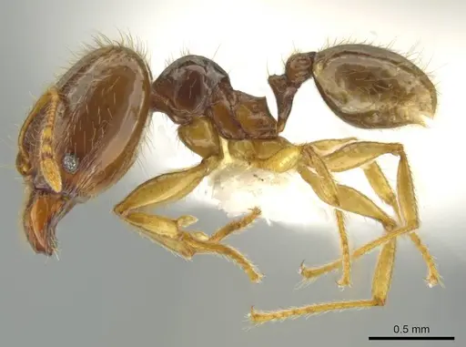 Pheidole imbrilis specimen CASENT0637137 image casent0637137_3