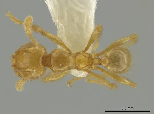 Pheidole imbrilis specimen CASENT0637138 image casent0637138_1