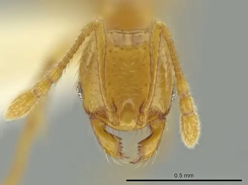 Pheidole imbrilis specimen CASENT0637138 image casent0637138_2