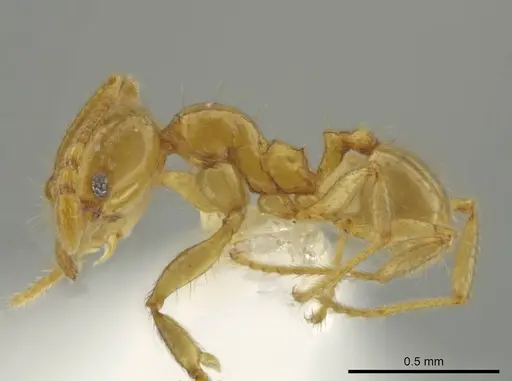 Pheidole imbrilis specimen CASENT0637138 image casent0637138_3