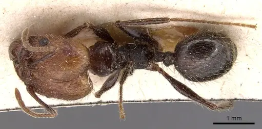 Pheidole impressa specimen CASENT0904362 image casent0904362_1