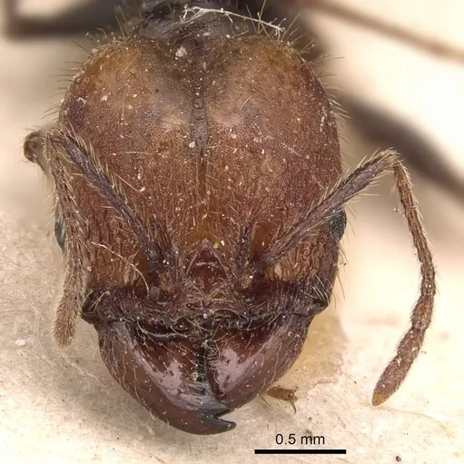 Pheidole impressa specimen CASENT0904362 image casent0904362_2