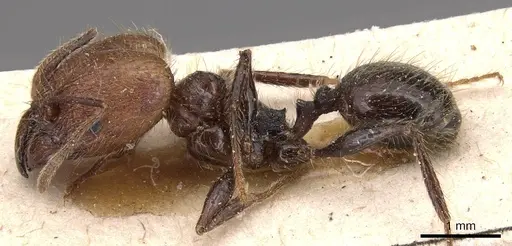 Pheidole impressa specimen CASENT0904362 image casent0904362_3