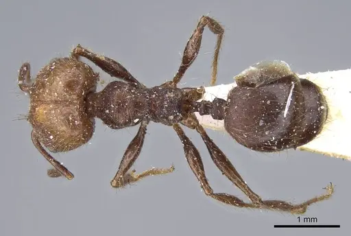 Pheidole impressa specimen CASENT0919780 image casent0919780_1