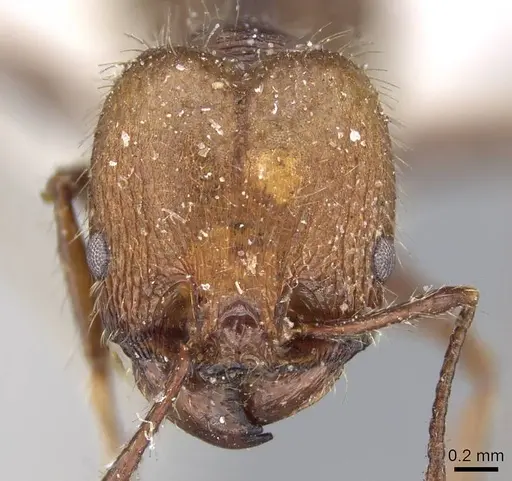 Pheidole impressa specimen CASENT0919780 image casent0919780_2