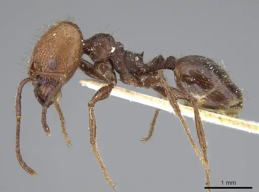 Pheidole impressa specimen CASENT0919780 image casent0919780_3