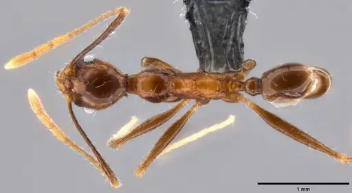 Pheidole impressiceps specimen CASENT0219554 image casent0219554_1