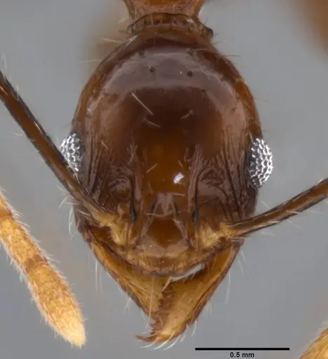 Pheidole impressiceps specimen CASENT0219554 image casent0219554_2