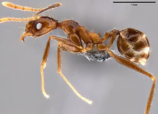 Pheidole impressiceps specimen CASENT0219554 image casent0219554_3