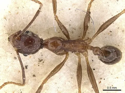 Pheidole impressiceps specimen CASENT0281730 image casent0281730_1