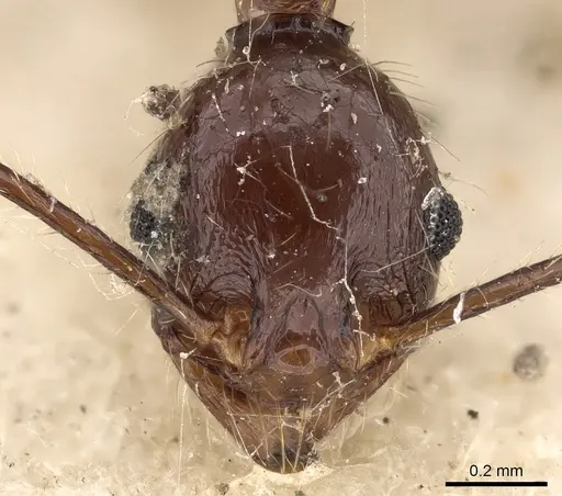 Pheidole impressiceps specimen CASENT0281730 image casent0281730_2