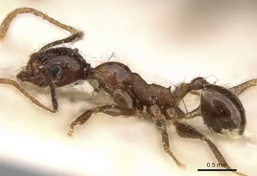 Pheidole impressiceps specimen CASENT0281730 image casent0281730_3