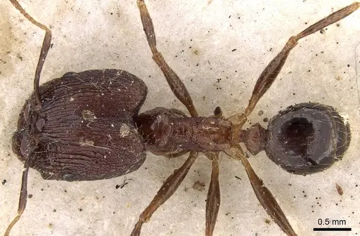Pheidole impressiceps specimen CASENT0281731 image casent0281731_1