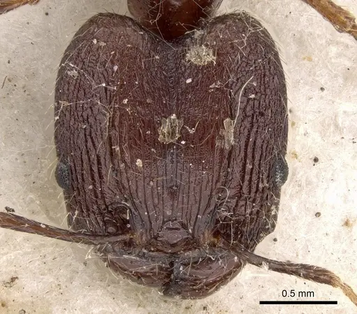 Pheidole impressiceps specimen CASENT0281731 image casent0281731_2