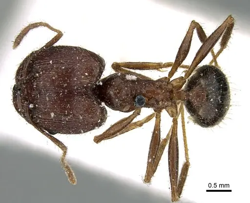 Pheidole impressiceps specimen CASENT0906616 image casent0906616_1