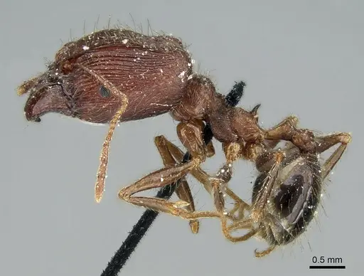 Pheidole impressiceps specimen CASENT0906616 image casent0906616_3