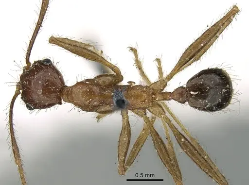 Pheidole impressiceps specimen CASENT0906617 image casent0906617_1
