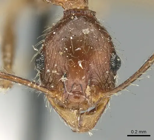 Pheidole impressiceps specimen CASENT0906617 image casent0906617_2